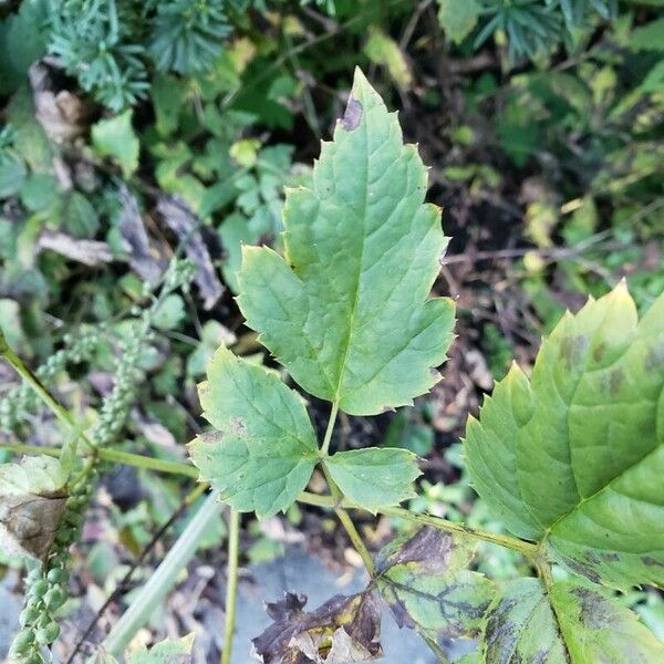 Actaea spicata Leaf