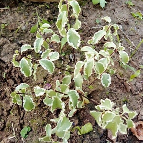 Pittosporum tenuifolium Fuelha