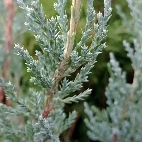 Juniperus scopulorum Leaf