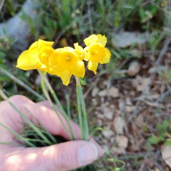 Narcissus assoanus Λουλούδι