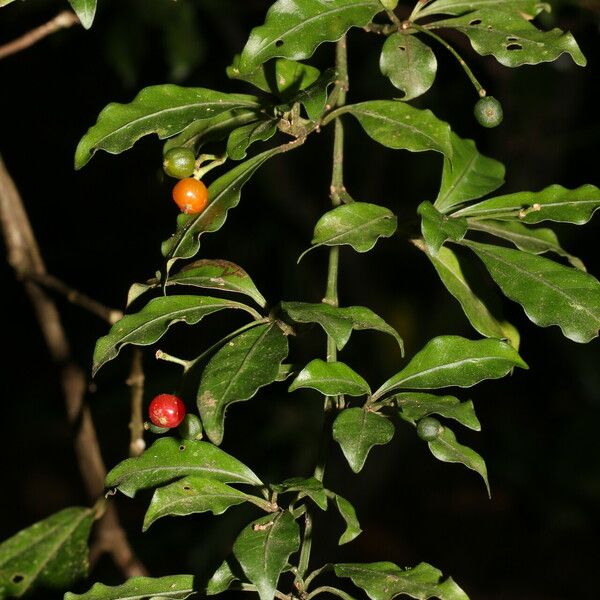 Psychotria biaristata Fruit