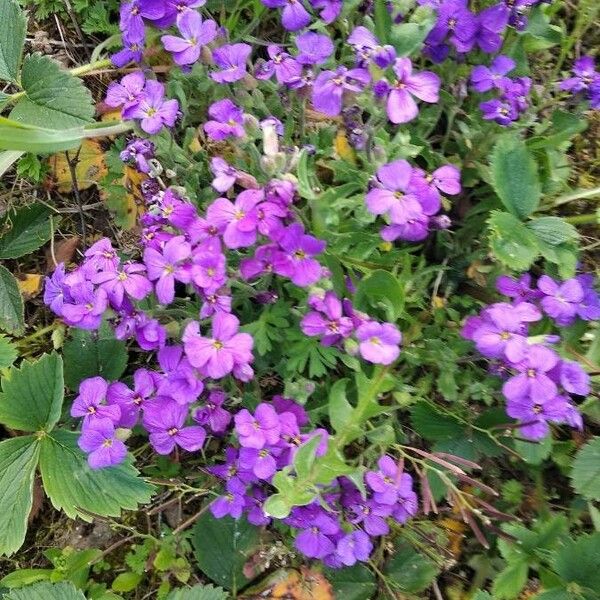 Aubrieta deltoidea Λουλούδι