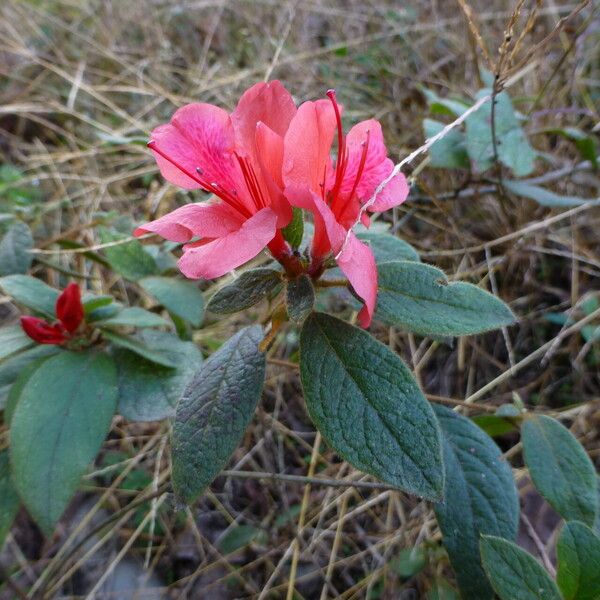 Rhododendron oldhamii Květ