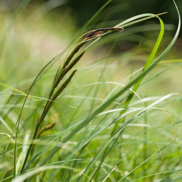 Carex elata Flower