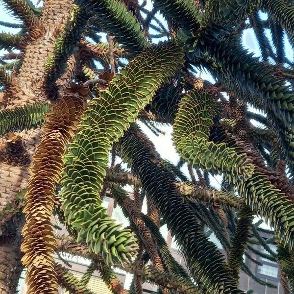 Araucaria araucana Lehti