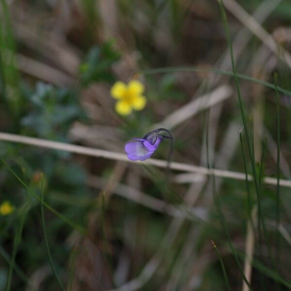 Pinguicula vulgaris Kvet