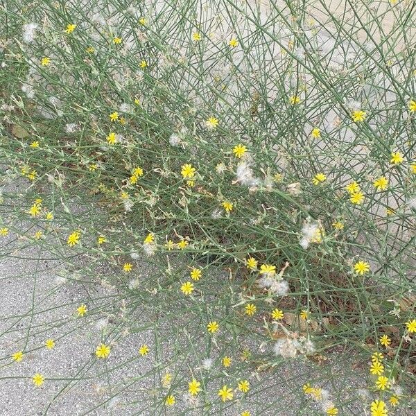 Launaea fragilis Flower