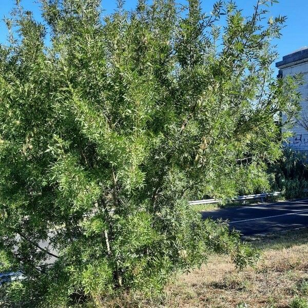 Fraxinus angustifolia Hábito