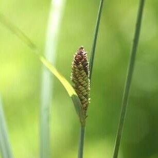 Carex aquatilis Fruit