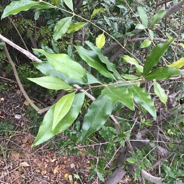 Olea woodiana Leaf