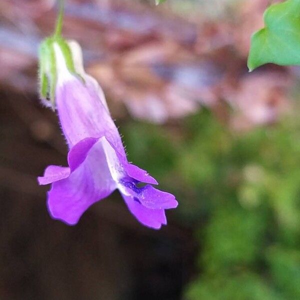 Maurandya barclayana Lorea