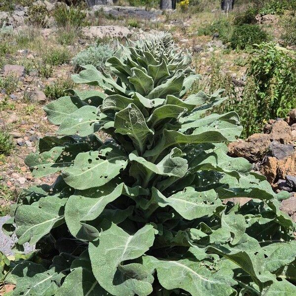 Verbascum pulverulentum Folha