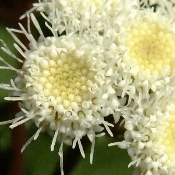 Ageratina adenophora Flower