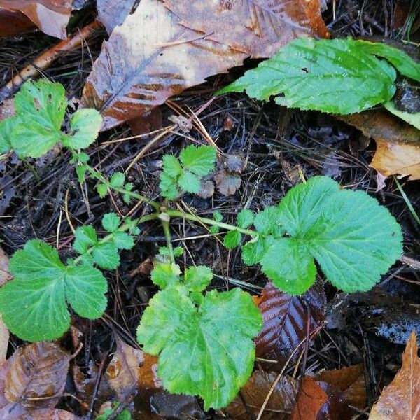 Geum urbanum Blatt