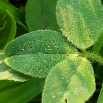 Trifolium lappaceum Leaf