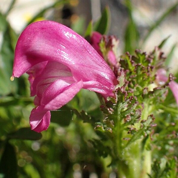 Pedicularis gyroflexa Blodyn