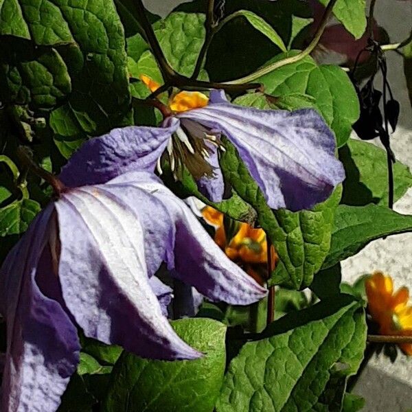 Clematis viticella Цвят