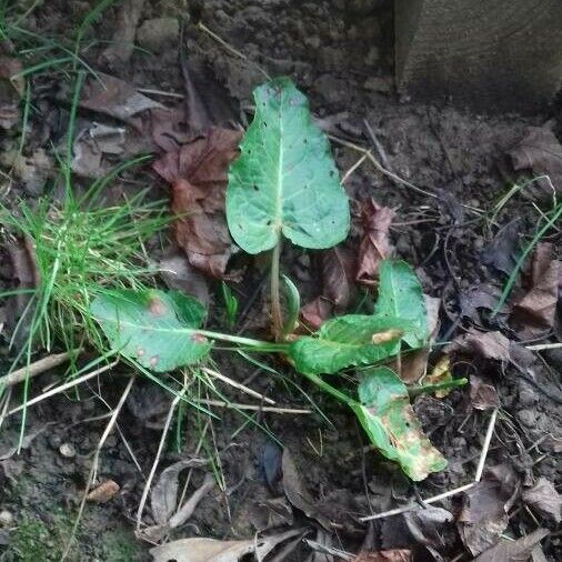 Rumex obtusifolius Hábitos