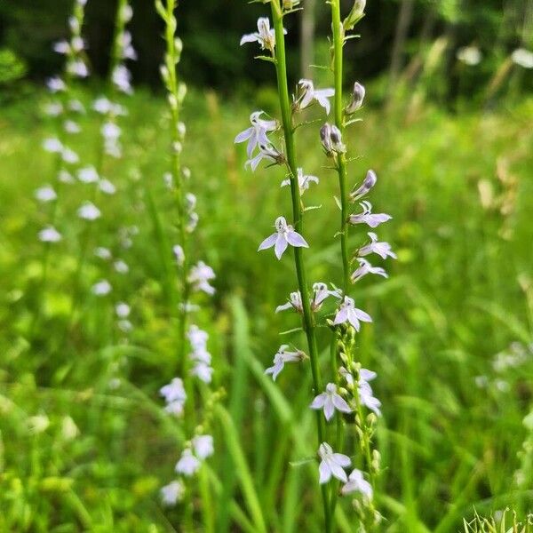 Lobelia spicata Flower