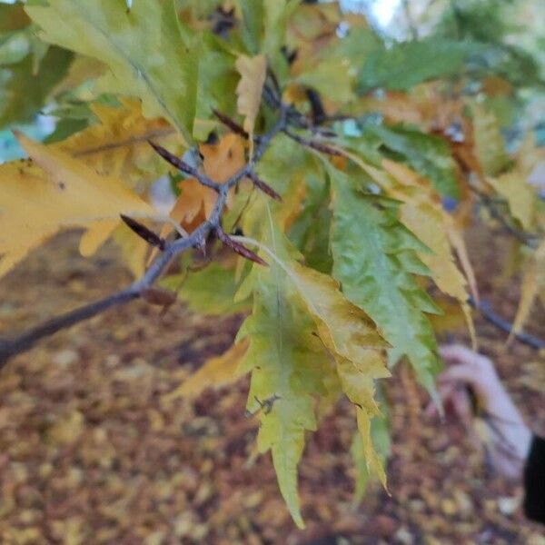 Quercus cerris Leaf