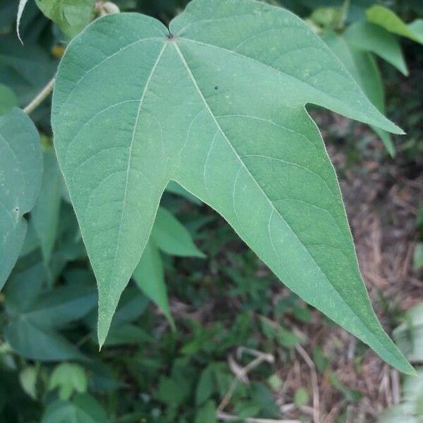 Gossypium hirsutum Lapas