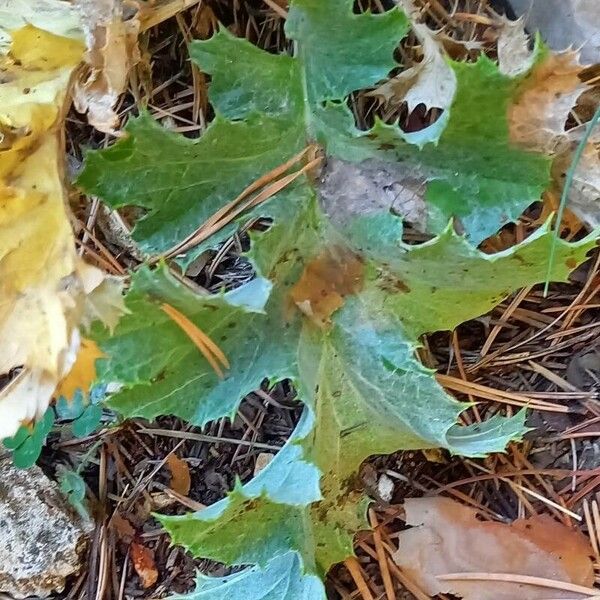 Carlina acanthifolia Folla