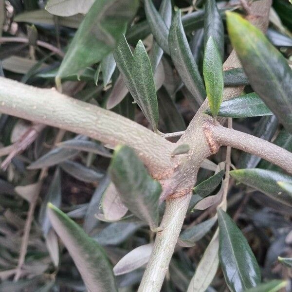 Olea europaea Cortiza