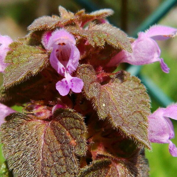 Lamium purpureum Fleur