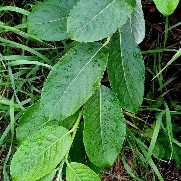 Salix appendiculata Blad