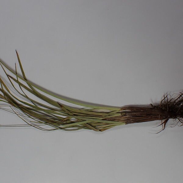 Carex esenbeckii Other