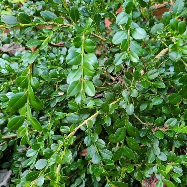 Buxus microphylla Leaf