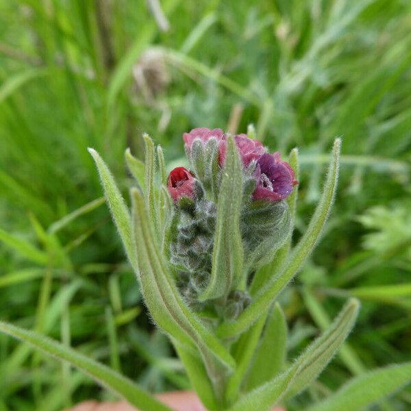 Cynoglossum officinale Máis