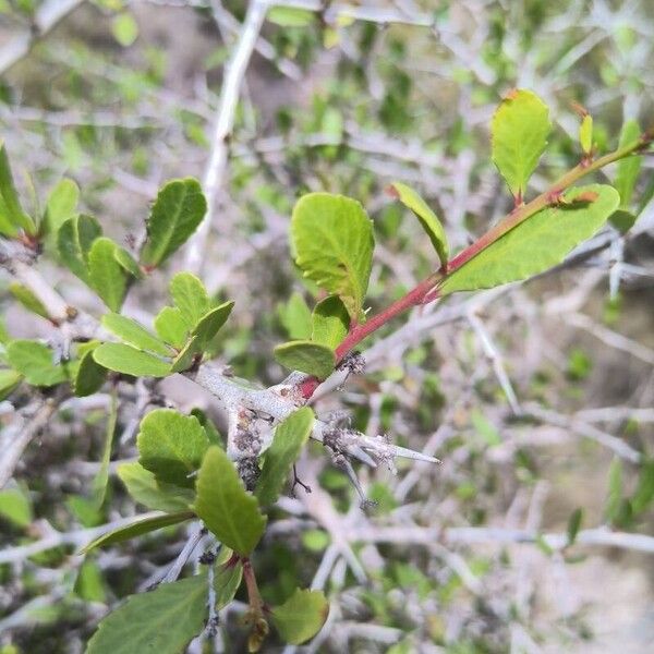 Gymnosporia senegalensis Lapas