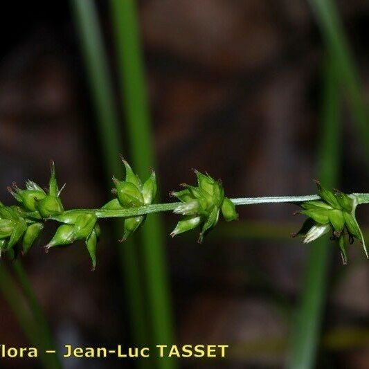 Carex leersii Flower