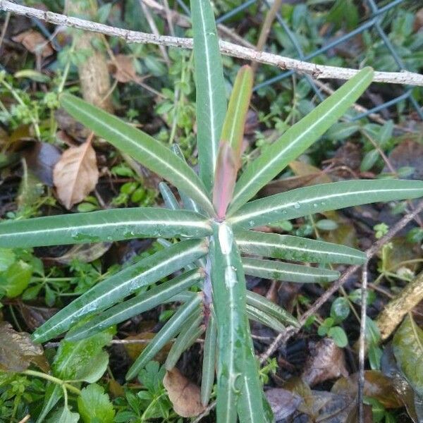 Euphorbia lathyris पत्ता