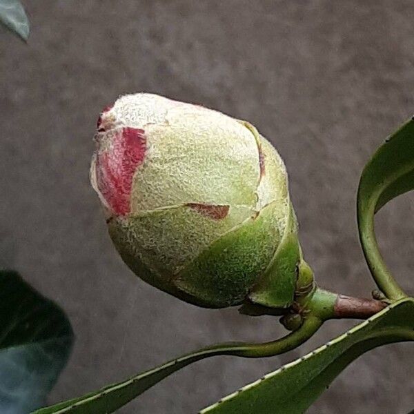 Camellia sasanqua Цветок