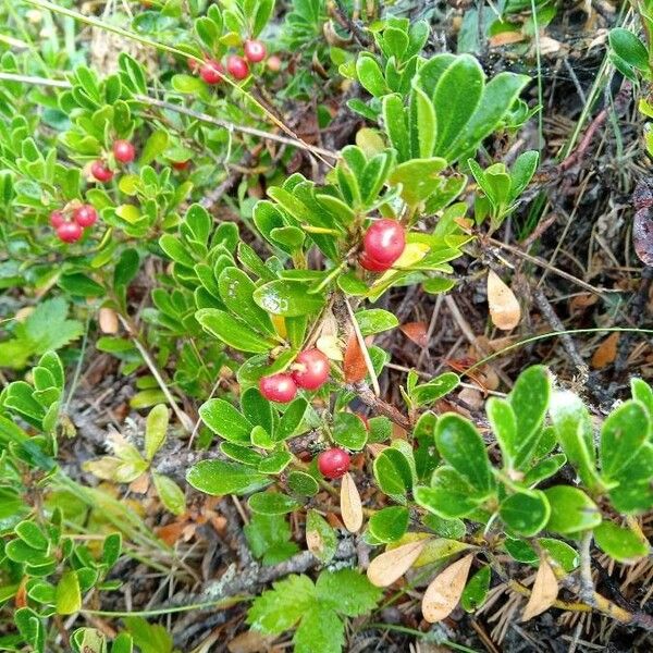 Arctous alpina Fruit