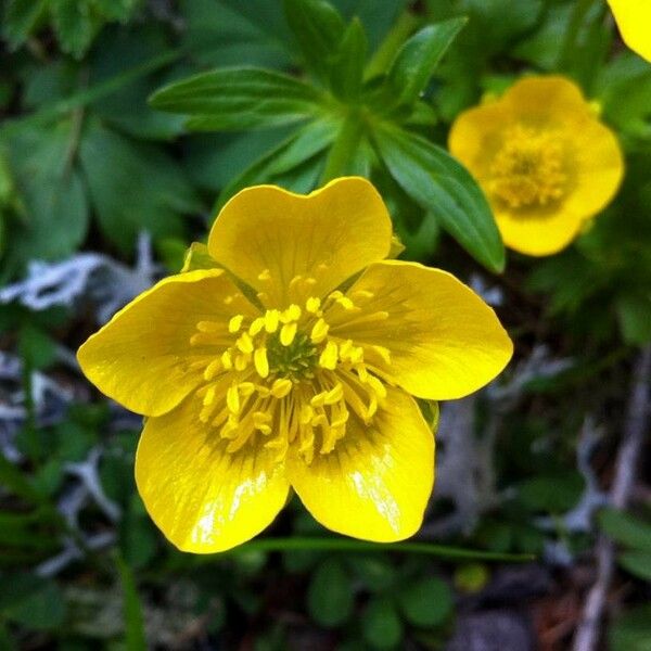 Ranunculus montanus Flower