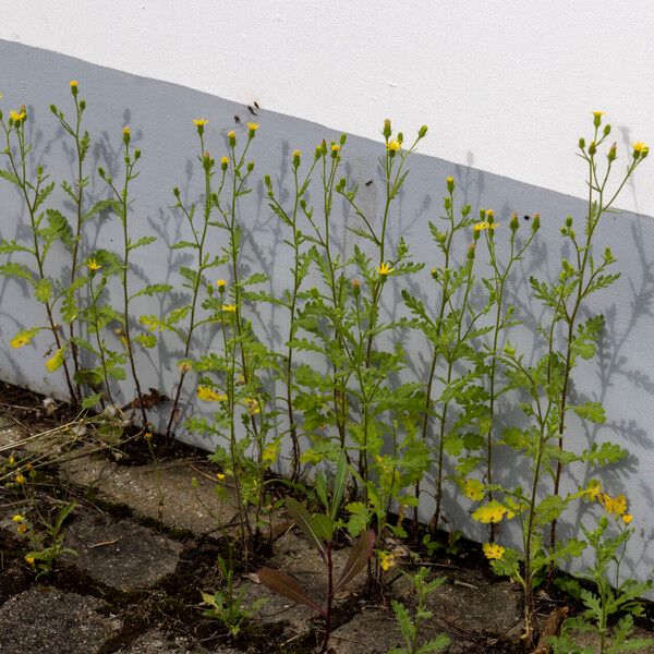 Senecio viscosus Blad