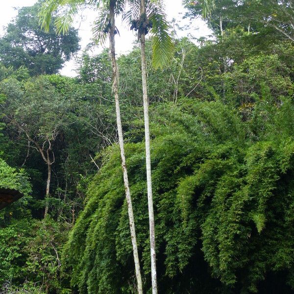 Bactris gasipaes Plante entière