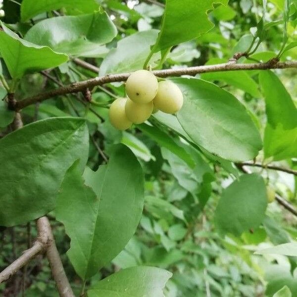 Ximenia americana Fruit