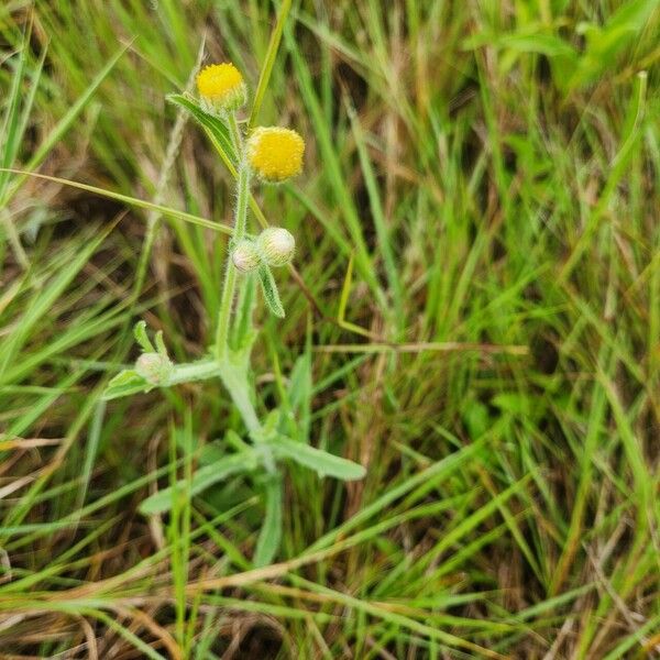 Nidorella aegyptiaca Flower