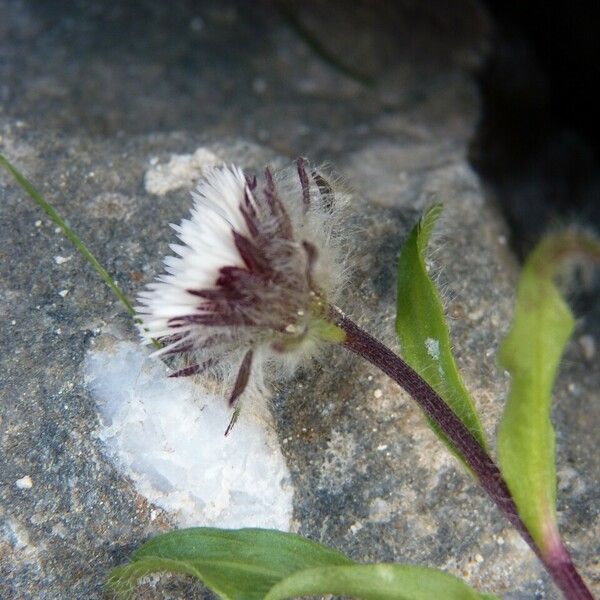 Erigeron uniflorus Virág