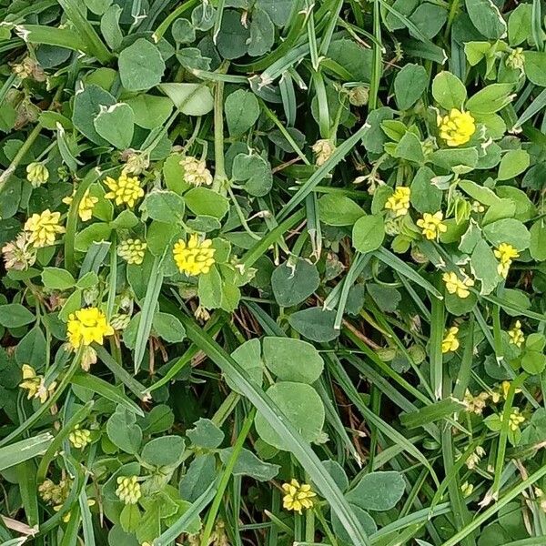 Medicago lupulina Habit