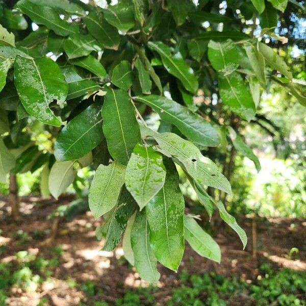 Moquilea tomentosa Yaprak