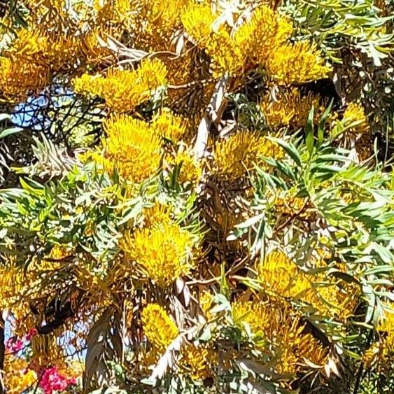 Grevillea robusta Kukka