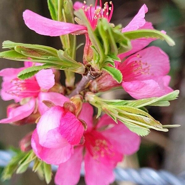 Prunus tenella Квітка