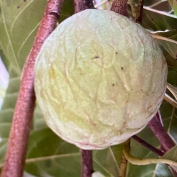 Annona reticulata Fruit