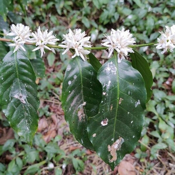 Coffea canephora Flower