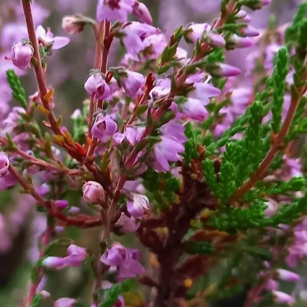 Calluna vulgaris Fiore